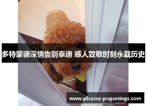 多特蒙德深情告别泰迪 感人致敬时刻永载历史